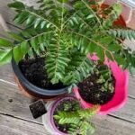 CURRY PATTA PLANT (WITH MINI POT)