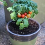 TOMATO PLANT (WITH MINI POT)